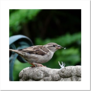 House Sparrow takes a drink. Posters and Art